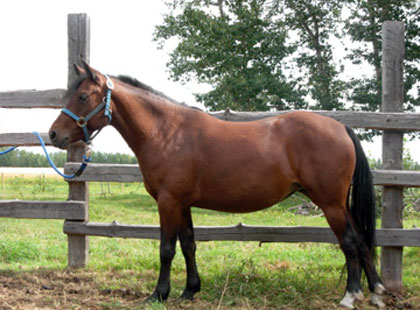 Image of Abby: Rising Sun Farms Mare