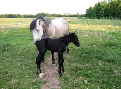 Image of Ashe: Rising Sun Farms Colt