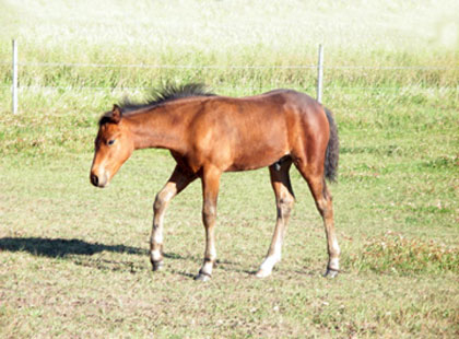Image of Astrid: Rising Sun Farms Filly