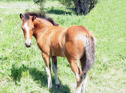 Image of Avery: Rising Sun Farms Mare