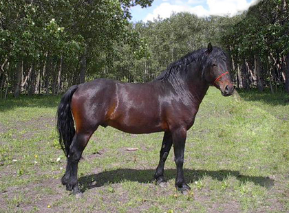 Image of Bandit: Rising Sun Farms Stallion