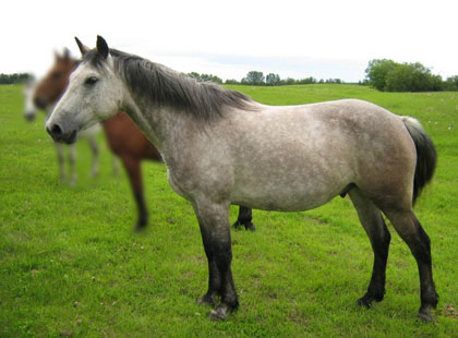 Image of Birdie: Rising Sun Farms Gelding