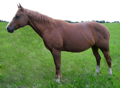 Image of Classy: Rising Sun Farms Mare