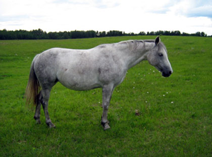 Image of Daisy: Rising Sun Farms Mare
