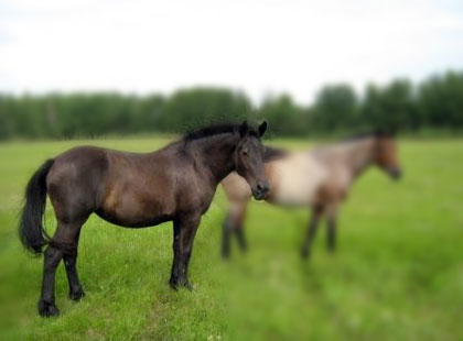 Image of Frenchie: Rising Sun Farms Mare