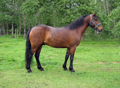 Image of Merlin: Rising Sun Farms Gelding