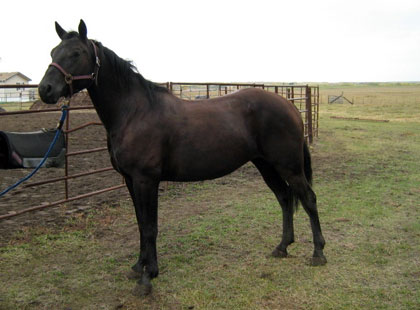 Image of Orlando: Rising Sun Farms Gelding