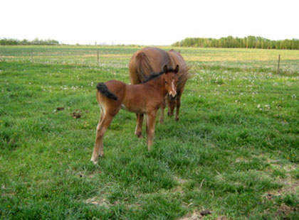 Image of Owen: Rising Sun Farms Colt