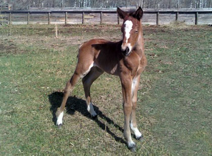 Image of Patton: Rising Sun Farms Filly