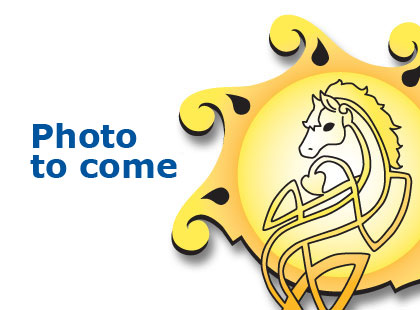 Image of Elvis: Rising Sun Farms Gelding