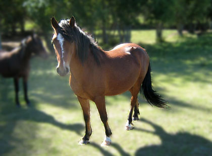 Image of Rowan: Rising Sun Farms Gelding