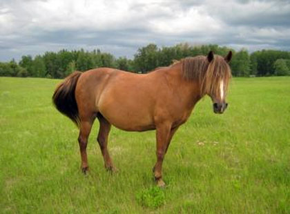 Image of Scarlet: Rising Sun Farms Mare