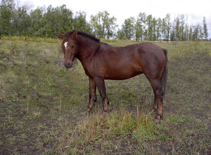 Image of Seamus: Rising Sun Farms Gelding