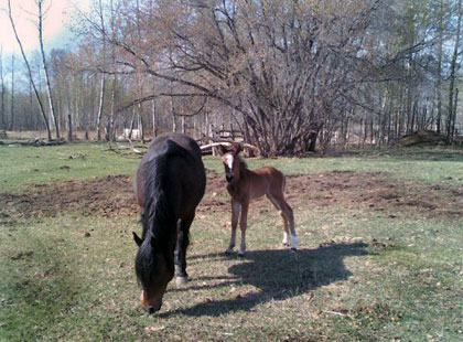 Image of Sheyenne: Rising Sun Farms Mare