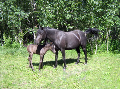 Image of Stella: Rising Sun Farms Mare
