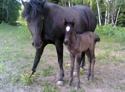 Image of Twilight: Rising Sun Farms Filly
