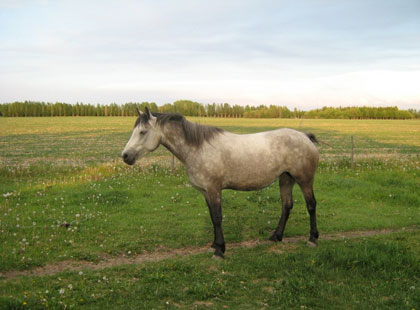 Image of Valentine: Rising Sun Farms Mare